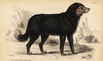 De Newfoundland hond door William Home Lizars