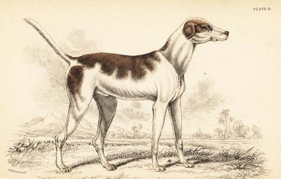 De oosterse hond, Canis lupus familiaris door William Home Lizars