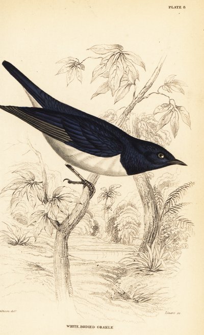 Violetrugspreeuw, Cinnyricinclus leucogaster (Witbuikgrakel, Lamprotornis leucogaster) door William Home Lizars