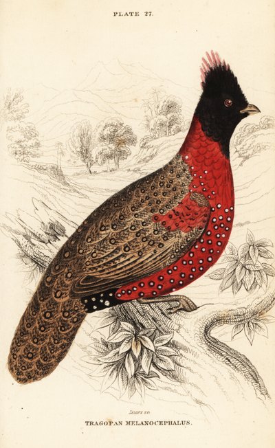 Westelijke tragopan of westelijke gehoornde tragopan, Tragopan melanocephalus door William Home Lizars