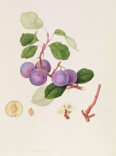 La Royale Plum, 1815 door William Hooker