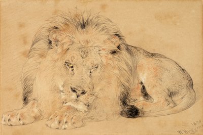 Studie van een Leeuw door William Huggins