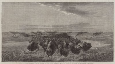 Een kudde bizons steekt een rivier over in de Upper Missouri, in de late internationale tentoonstelling door William Jacob, Sr. Hays