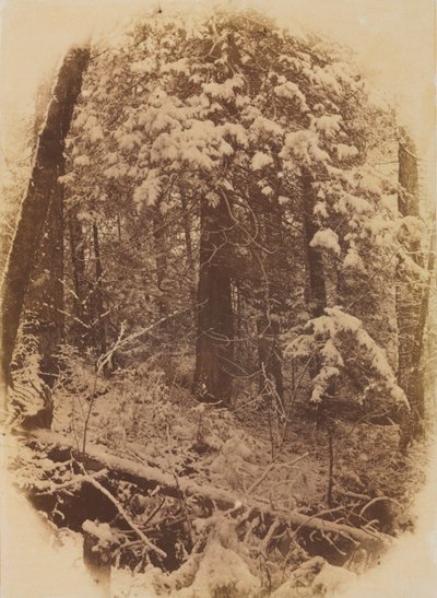 Ongetiteld Bos in Sneeuw, 1859 door William James Stillman