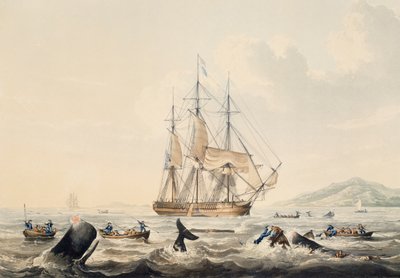 Walvisvangst in de Zuidzee, gravure door William John Huggins door William John Huggins