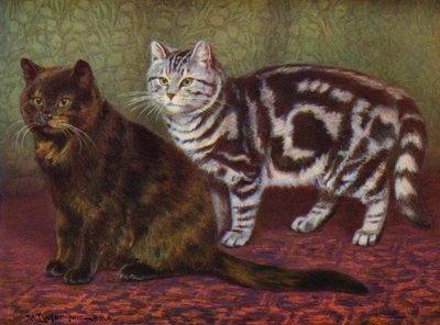 De schildpadkat en de cyperse kat door William Luker