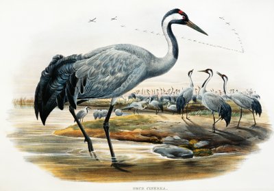 Kraanvogel (Grus cinerea), lithografie uit Birds of Great Britain door William Matthew Hart