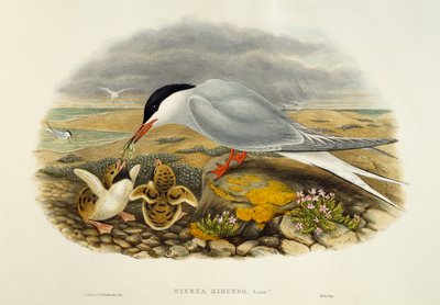 Visdief (Sterna hirundo), lithografie uit Birds of Great Britain door William Matthew Hart