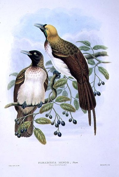 Paradisaea Quilielmi - Kleine paradijsvogel door William Matthew Hart