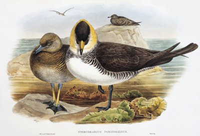 Middelste jager (Stercorarius pomarinus), lithografie uit Birds of Great Britain door William Matthew Hart