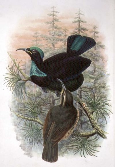 Ptiloris Victoriae, Victoria Geweervogel van het Paradijs door William Matthew Hart