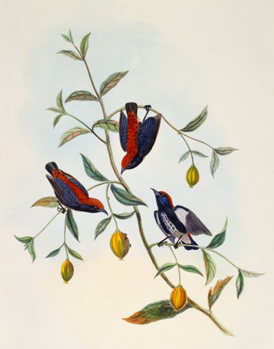 Scharlakenrug Bloempecker (Dicaeum cruentatum), gravure door William Matthew Hart (1830-1908), Verenigd Koninkrijk door William Matthew Hart