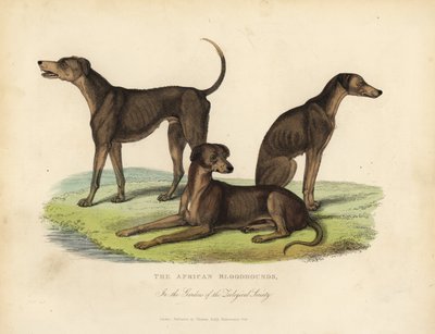 Afrikaanse bloedhonden in de tuinen van de Zoological Society door William Smellie