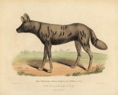 Afrikaanse wilde hond, Lycaon pictus door William Smellie