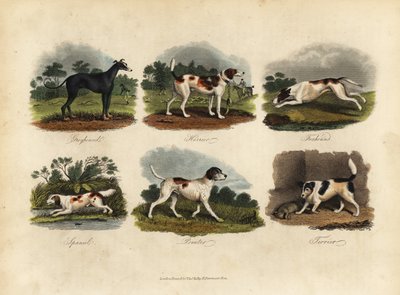 Windhond, Harrier, Foxhound, Spaniel, Pointer, Terrier door William Smellie