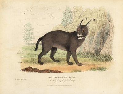 De Caracal of Lynx door William Smellie