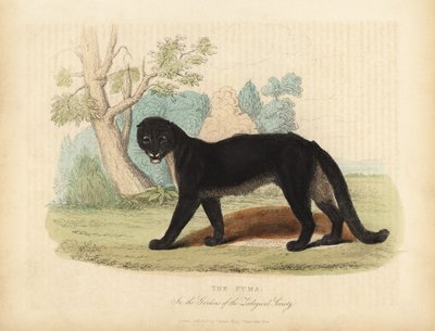 De poema of bergleeuw, Puma concolor door William Smellie
