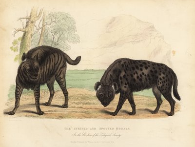 De Gestreepte Hyena en Gevlekte Hyena door William Smellie
