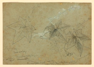 Studie van gebladerte door William Trost Richards