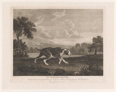 Spaanse Pointer in landschap door William Woollett
