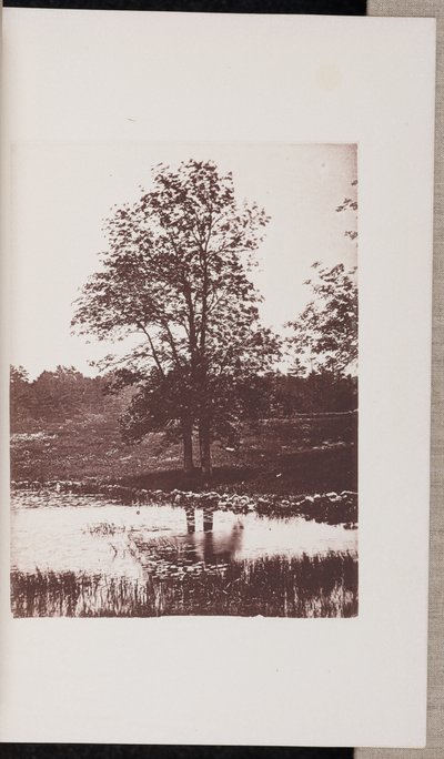 Essenbomen aan de oever van de Turtle Pond, in Beverly door Wilson Flagg