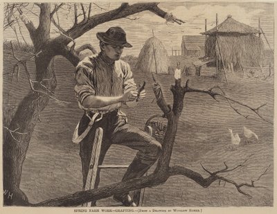 Lente Boerenwerk - Enten door Winslow Homer