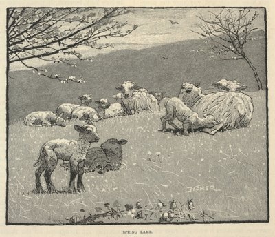 Voorjaarslam, uit Scribner