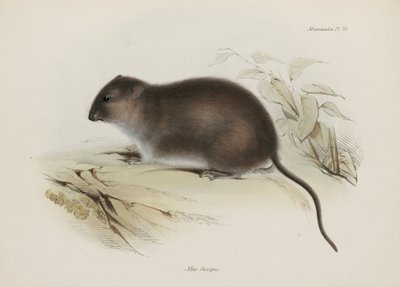 Bos- of bruinvoetrat, Australië, ca. 1832-1836 door John Pardon