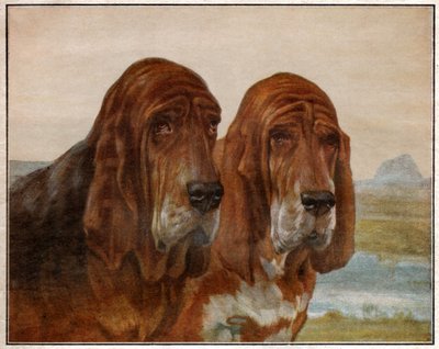 Honden van Sint Hubertus of Bloedhond door . .
