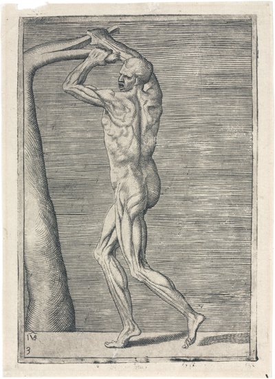 Spieren Anatomische studie van mannelijke musculatuur; man die een tak breekt, ca. 1555 door Frederick (attr. to) Barnard