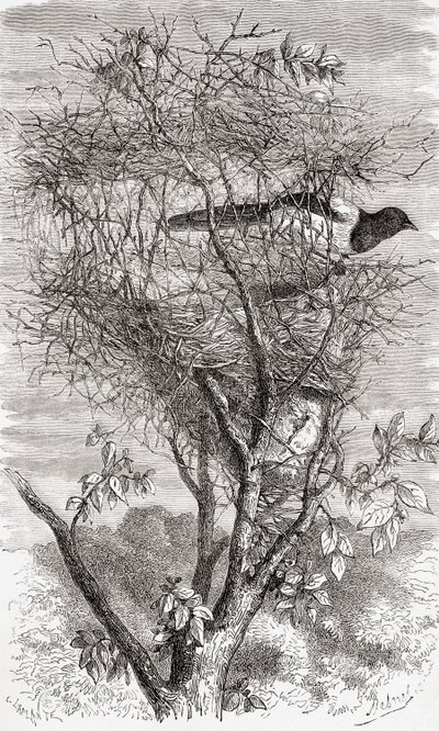 Nest van de Ekster (Pica pica) door . .