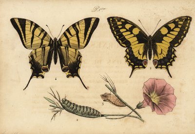 Oude Wereld koninginnenpage, Papillo machaon 1,2,3 en zeldzame koninginnenpage, Iphiclides podalirius 4 door John Pardon