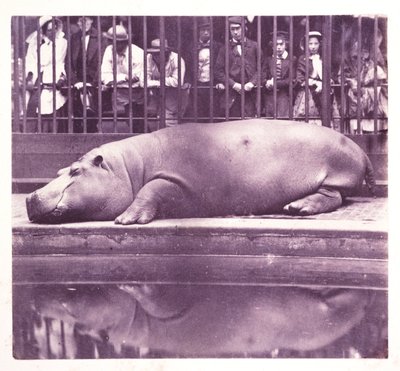 Het nijlpaard in de dierentuin, Regents Park, Londen door John Pardon
