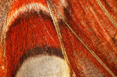 vlinder Attacus atlas (lepidoptera) Dichtbij plan. (macrofotografie) door John Pardon
