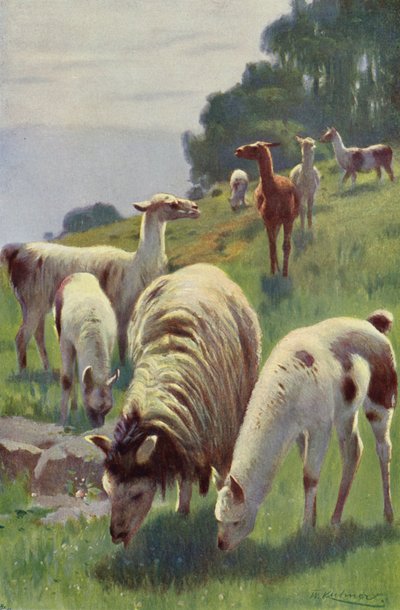 Lama door after Wilhelm Kuhnert