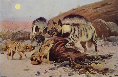 Gestreepte Hyena en Jakhals door after Wilhelm Kuhnert