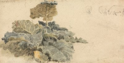Studie van Klisplanten door attributed to Peter DeWint