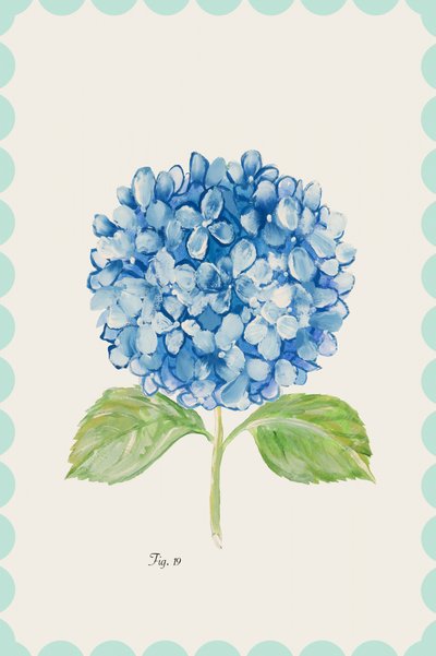 Illustratie van een blauwe hortensia door cartissi