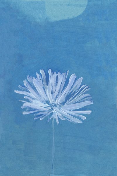 Blauwe maanbloem door cartissi