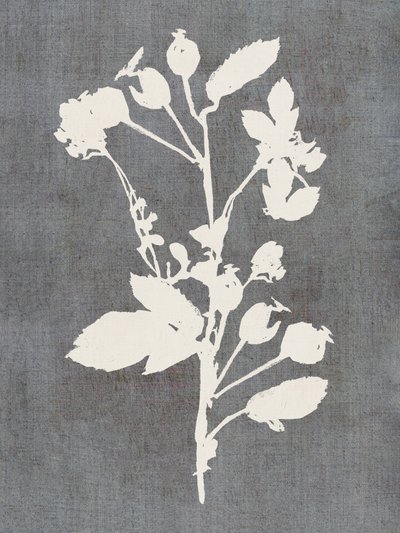 Botanisch rozenprofiel door cartissi