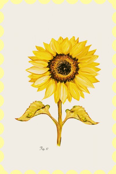 Gouden zonnebloem in bloei door cartissi