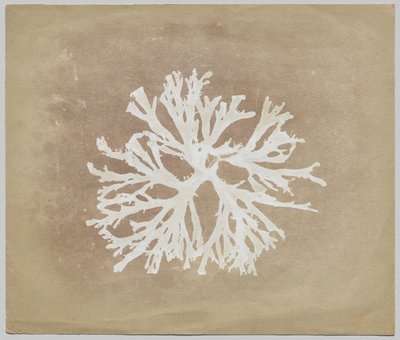 Algen door circle of William Henry Fox Talbot