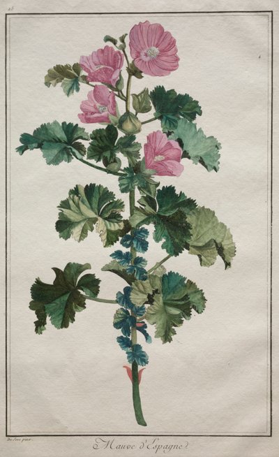 Verzameling van vierentwintig planten en bloemen: Kaasjeskruid, na 1772 door de Seve