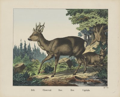 Reh. / Chevreuil. / Roe. / Ree. / Capriulo door firma Joseph Scholz