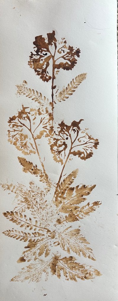 Duizendblad, 2025 (walnootinkt op papier) door jocasta shakespeare