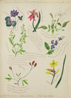 Wilde bloemen (pagina uit een schetsboek met couplet) door Lili Cartwright