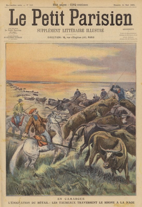 Migratie van Vee in de Camargue: een Kudde Stieren Zwemt over de Rivier de Rhône door (after) Carrey