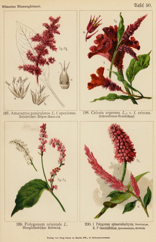 Amarantus Paniculatus, Celosia Argentea, Polygonum Orientale, Polygonum Sphaerostachyum, Polygonum Vacciniifolium door (after) German School