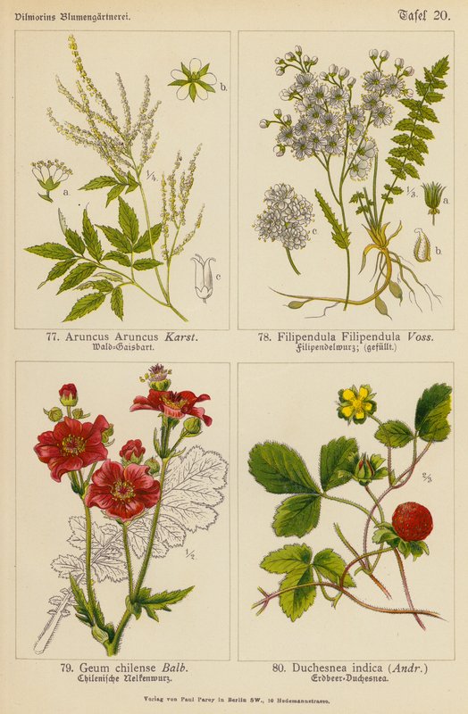 Aruncus Aruncus, Filipendula Filipendula, Geum Chilense, Duchesnea Indica door (after) German School