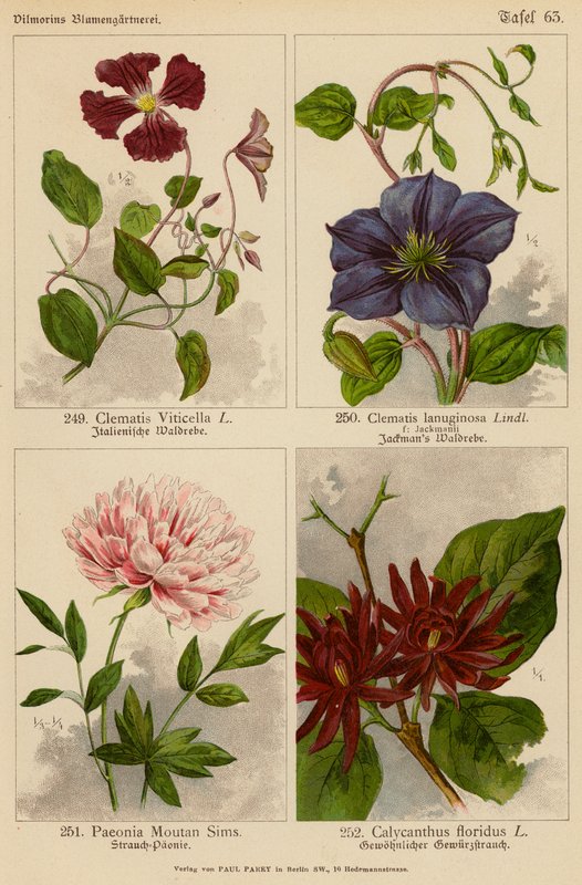 Clematis Viticella, Clematis Lanuginosa, Paeonia Moutan Sims, Calycanthus Floridus door (after) German School